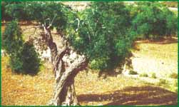 Oliven - Hauptnahrungsmittel zur Zeit von Jesus